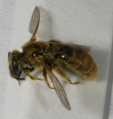 Lasioglossum pilosum