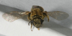 Lasioglossum pilosum