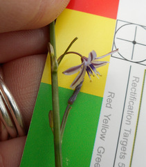 Caesia parviflora vittata