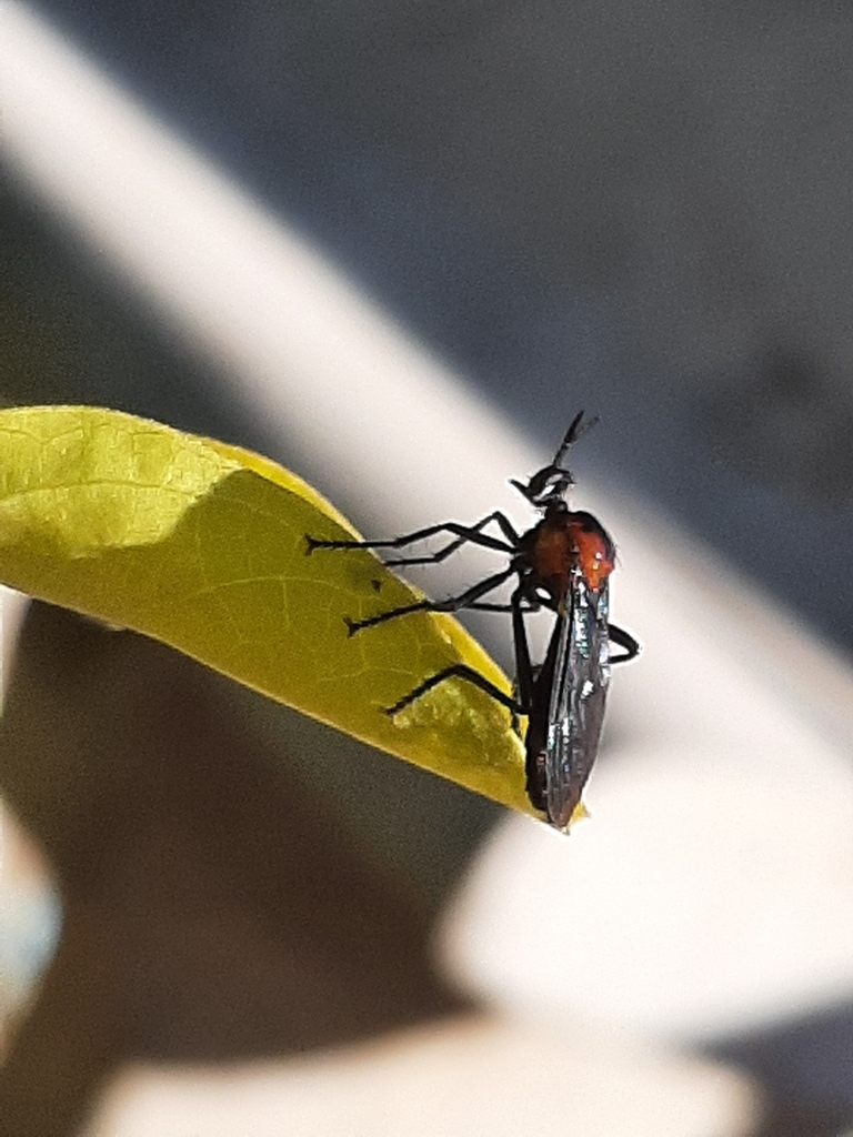 Amorimius bicolor