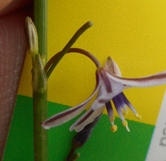 Caesia parviflora vittata