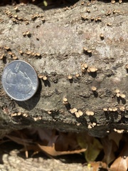 Porodisculus pendulus