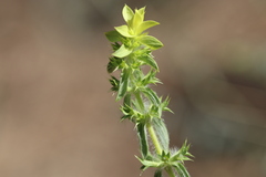 Sideritis montana