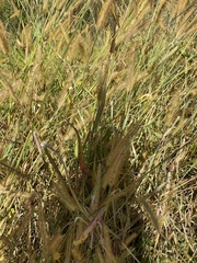 Setaria pumila