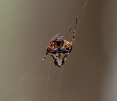 Verrucosa scapofracta