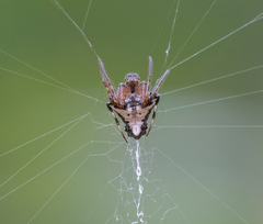 Verrucosa scapofracta