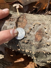 Porodisculus pendulus