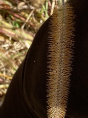 Setaria pumila