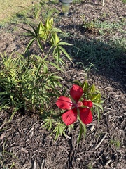 Hibiscus coccineus