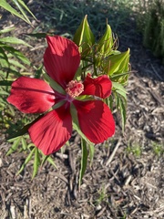 Hibiscus coccineus