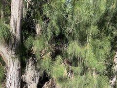 Casuarina equisetifolia