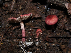 Lepiota erythrosticta