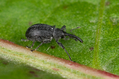 Anthonomus rubi