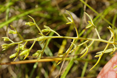 Thesium ramosum