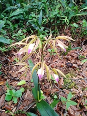Prosthechea brassavolae