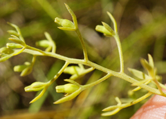 Thesium ramosum