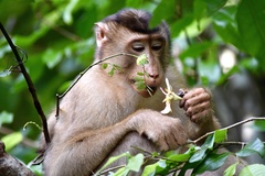 Macaca nemestrina
