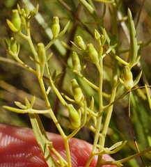 Thesium ramosum