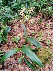 Prosthechea brassavolae