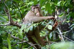 Macaca nemestrina