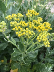 Senecio halimifolius