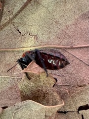 Alcaeorrhynchus