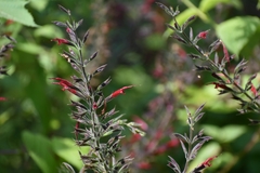 Salvia longistyla