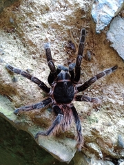 Sericopelma