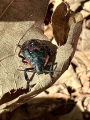 Alcaeorrhynchus