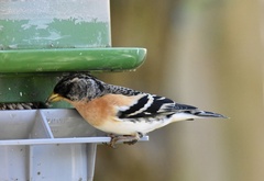 Fringilla montifringilla