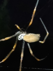 Trichonephila plumipes