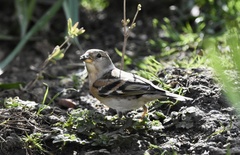 Fringilla montifringilla