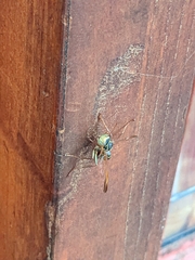 Mischocyttarus flavitarsis