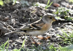 Fringilla montifringilla