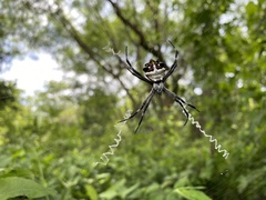 Argiope argentata