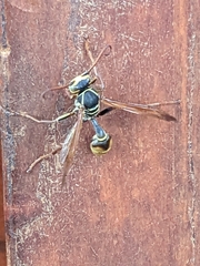 Mischocyttarus flavitarsis