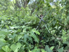 Argiope argentata