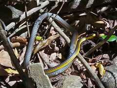 Dendrelaphis punctulatus