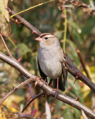 Zonotrichia leucophrys