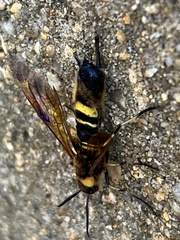 Eriotremex formosanus