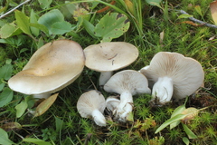 Lactarius caespitosus