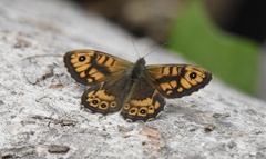 Lasiommata