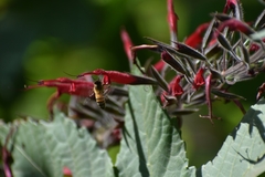 Salvia longistyla