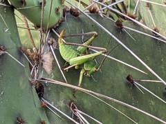 Pediodectes haldemanii