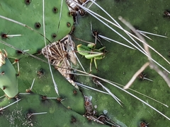 Pediodectes haldemanii