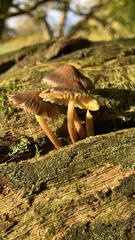 Mycena subgalericulata