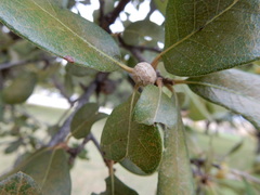 Allokermes cueroensis