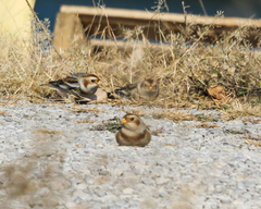 Plectrophenax nivalis