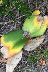 Haemanthus coccineus