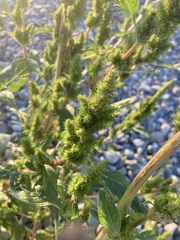 Amaranthus retroflexus